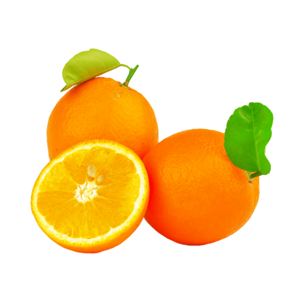 شتلات البرتقال