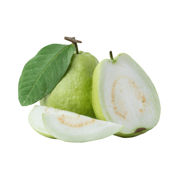 شتلات الجوافة